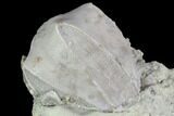 Blastoid (Pentremites) Fossil - Illinois #102261-1